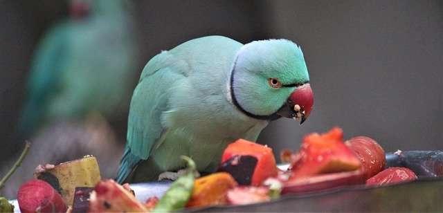 parrot eating